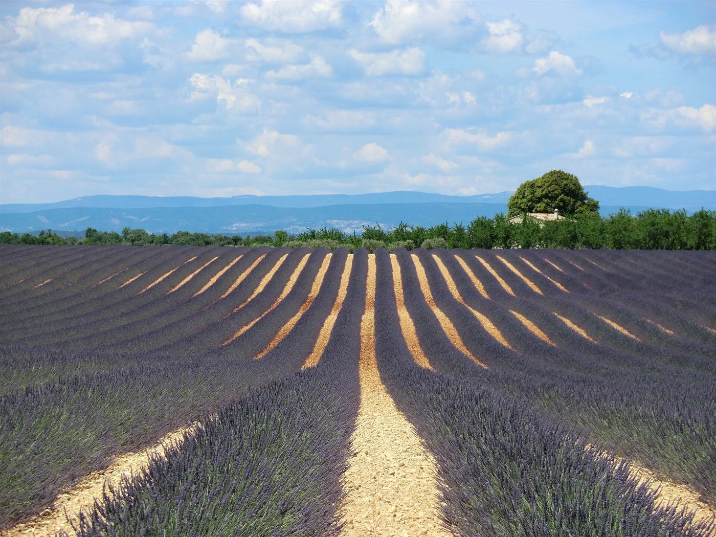 Un campo de lavanda en flor en la meseta de Valensole