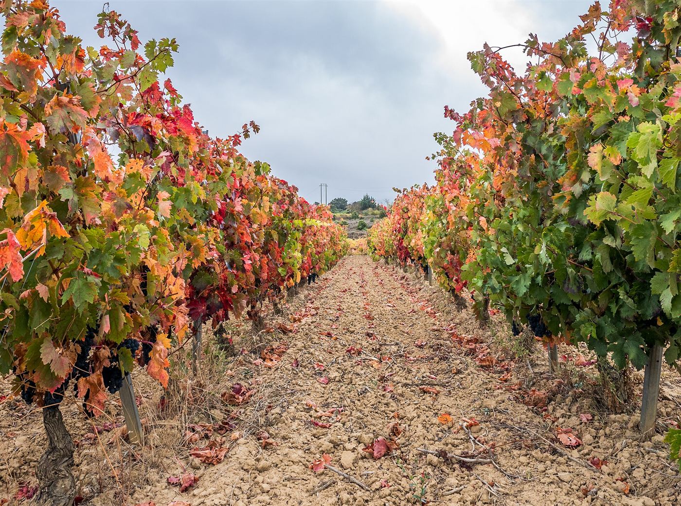 Los viñedos en otoño